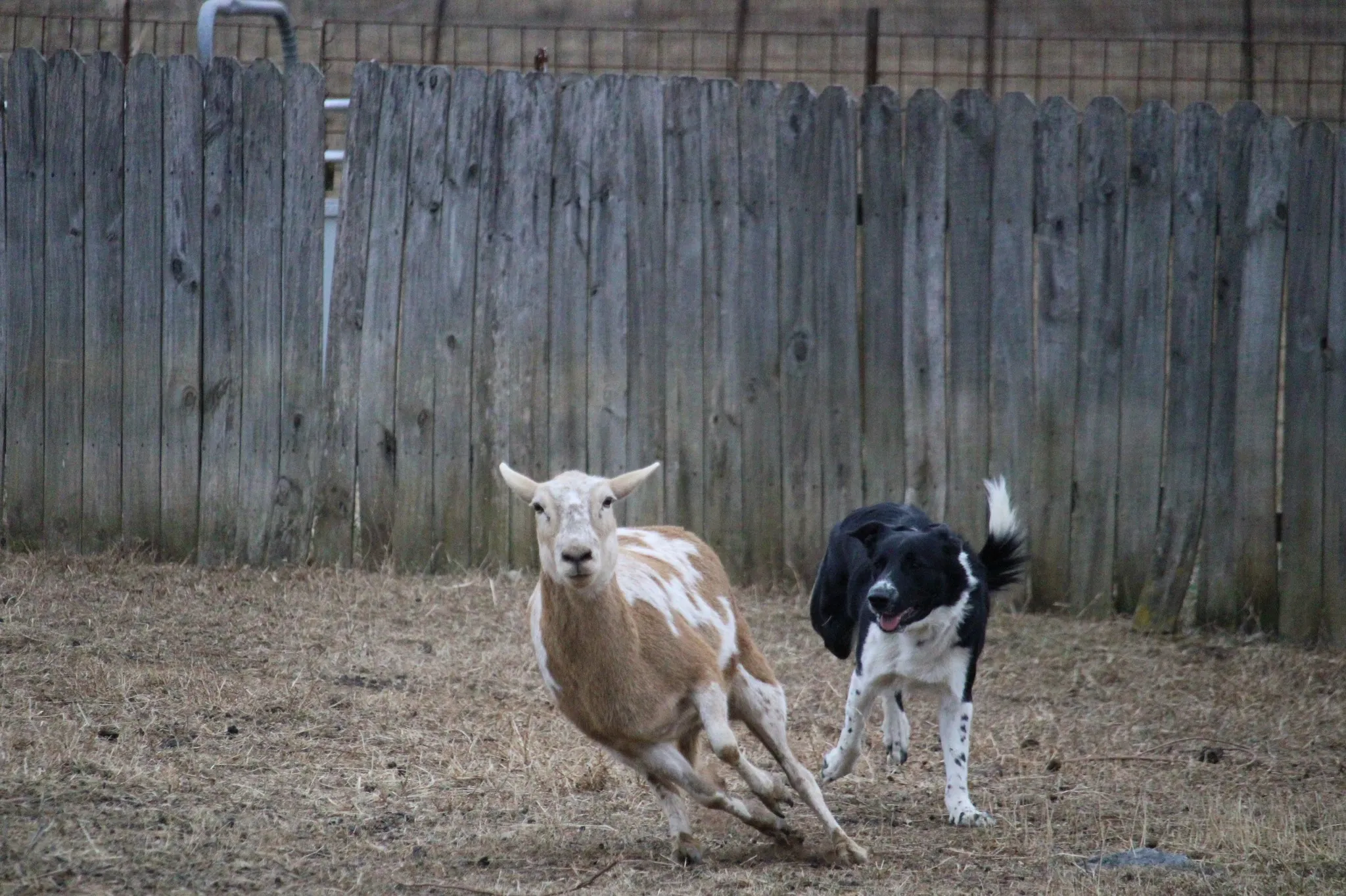 Border Collie turning a ewe along the fence