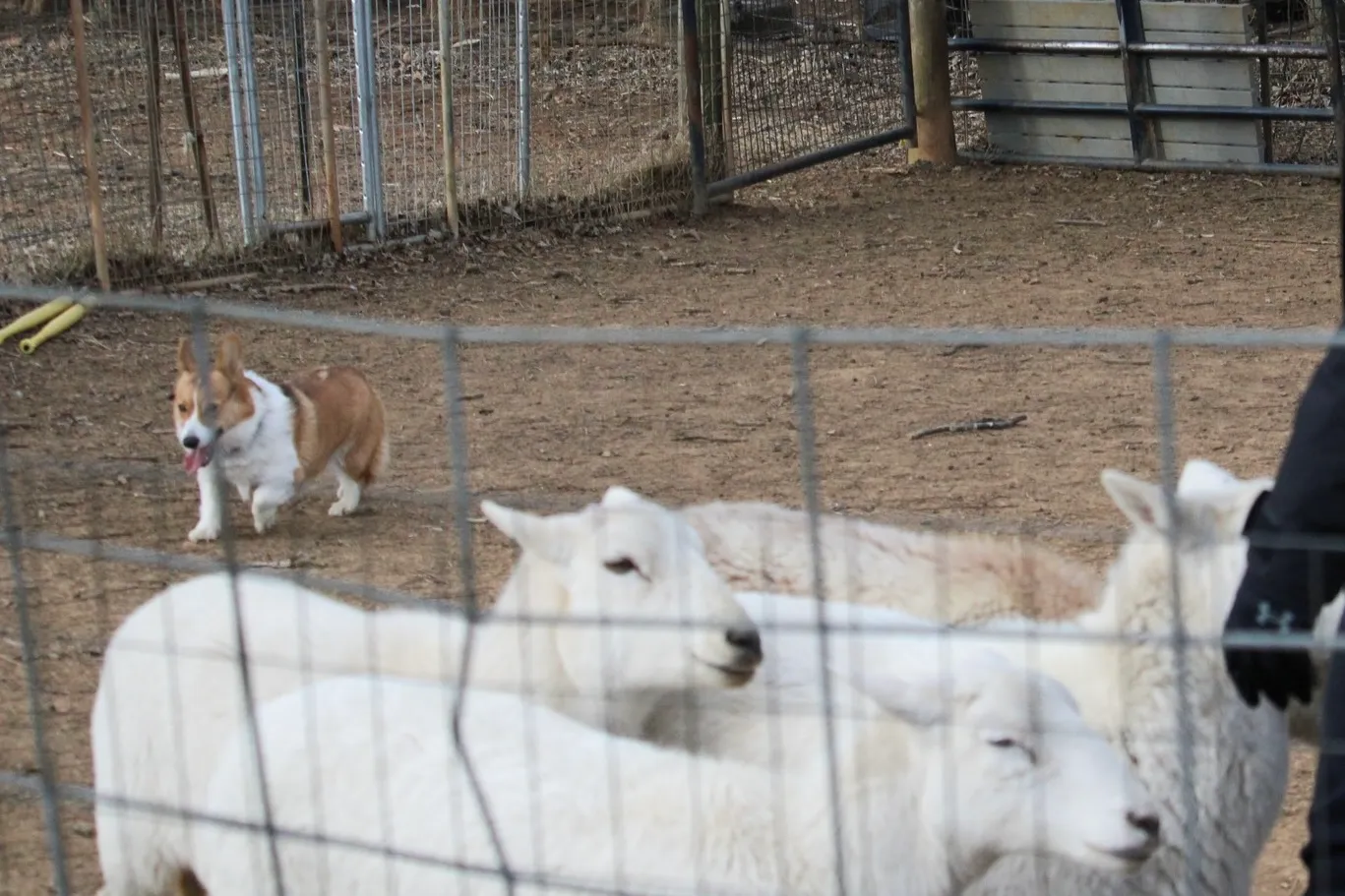 Ewes in the pen